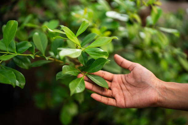 Reliable Dakota Ridge, CO Tree Services Solutions